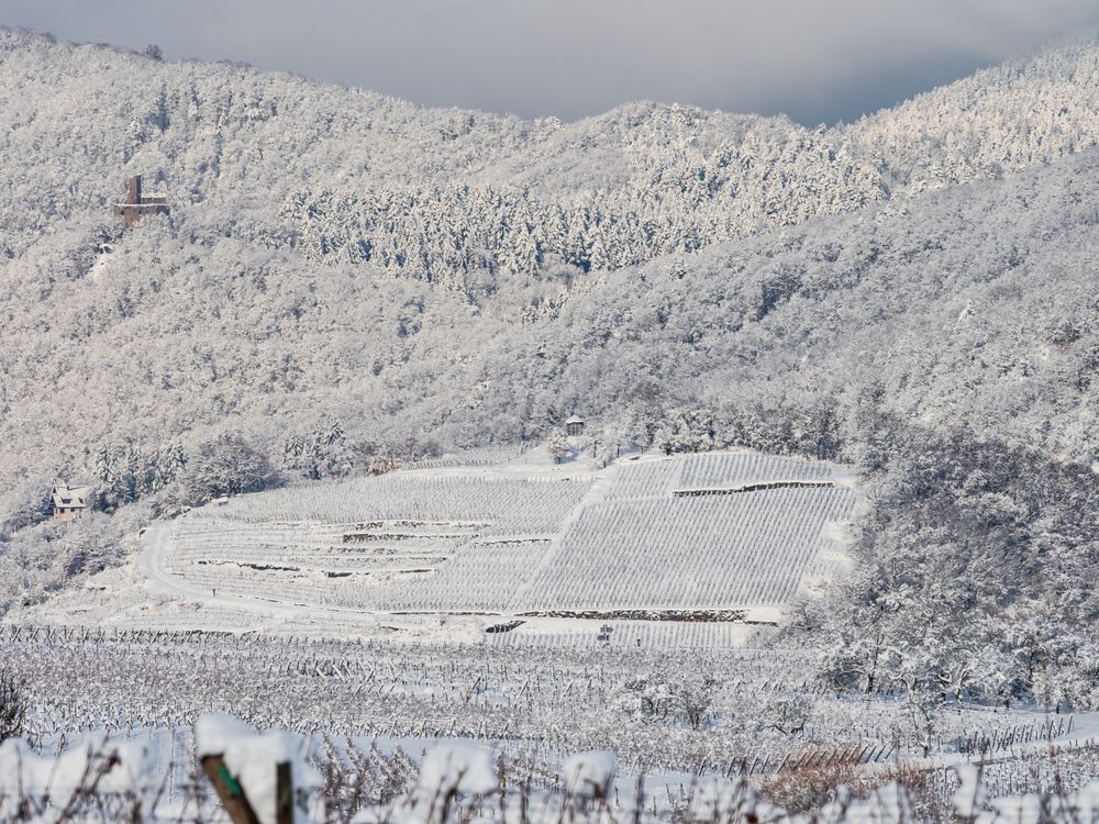 Alsace vineyards under heavy snow on a sunny winter day. Details and top view.