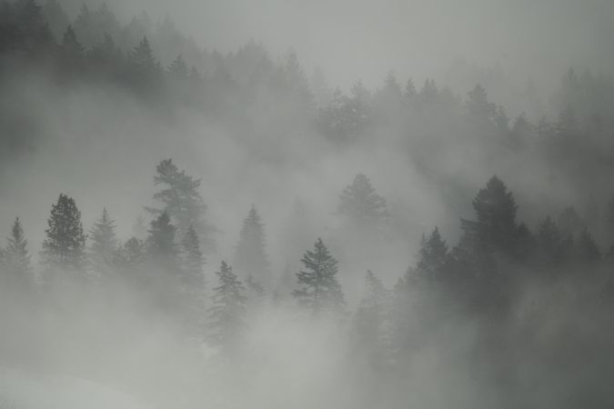Foggy forest backdrop landscape misty photo