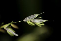 Wild rice close up