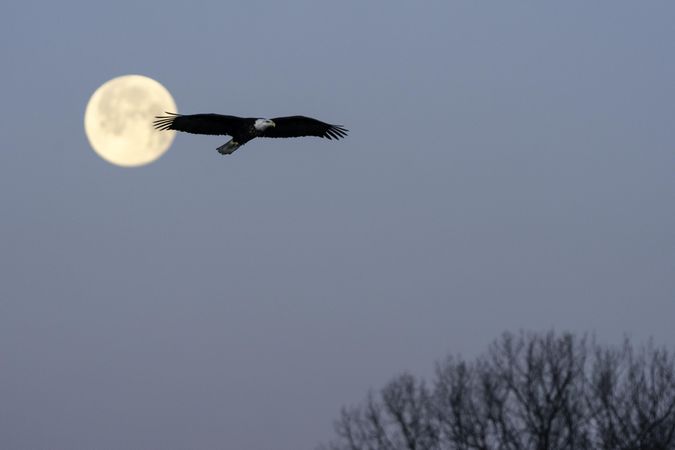A bald eagle flying with a full moon