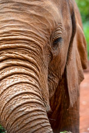 Elephant face side