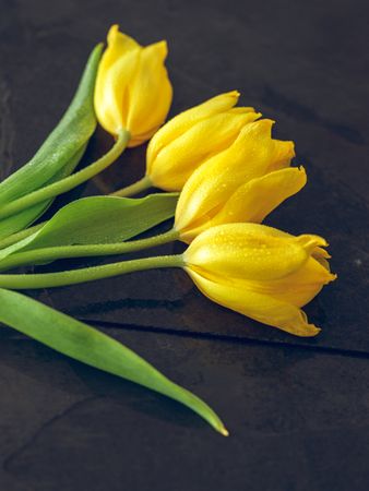 Bouquet of tulips with dew