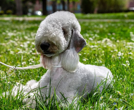 Funny Bedlington Terrier. A dog that looks like a sheep.