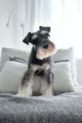 Cute purebred dog sitting on cushions