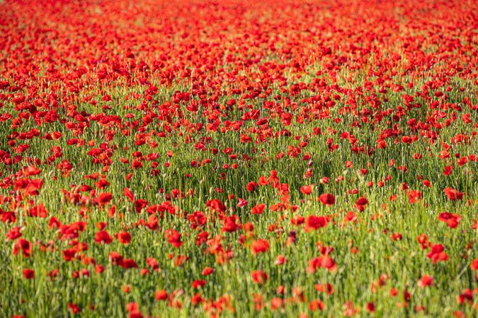 Sea of red flowers in a park