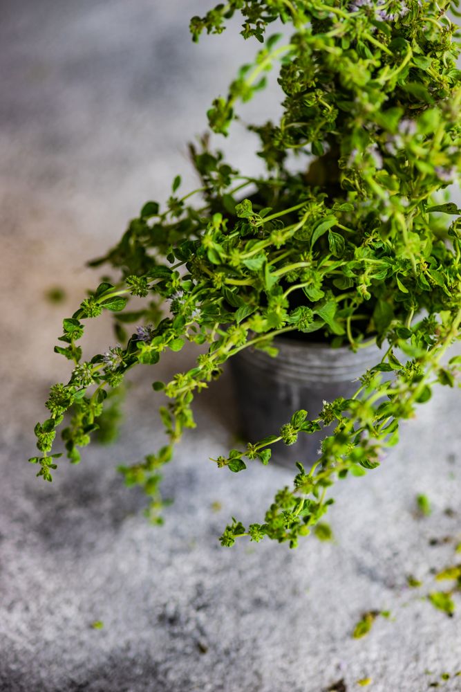 Marjoram in pot on counter