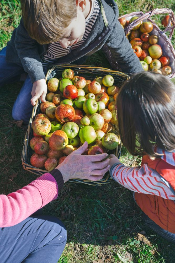 Children and older woman putting apples inside of baskets