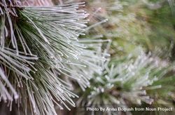 Close up of pine in winter 4Okaj4