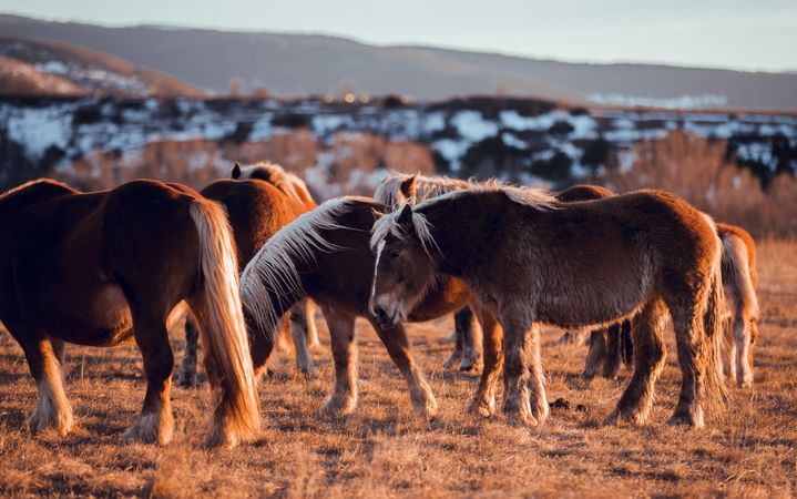Wild horses pasturing on field near hills