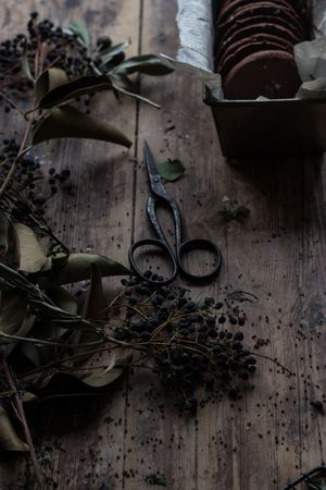 Dry herbs and scissors near chocolate cookies