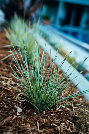 Row of Ornamental Grasses