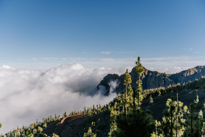 Hills covered with forest in sunny day