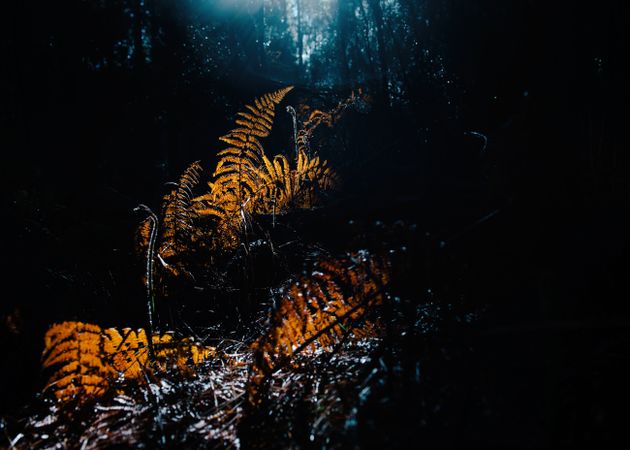 Dry fern leaves in dark forest