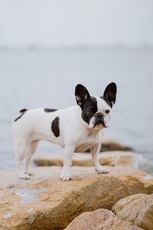 Small dog standing on rocks near sea