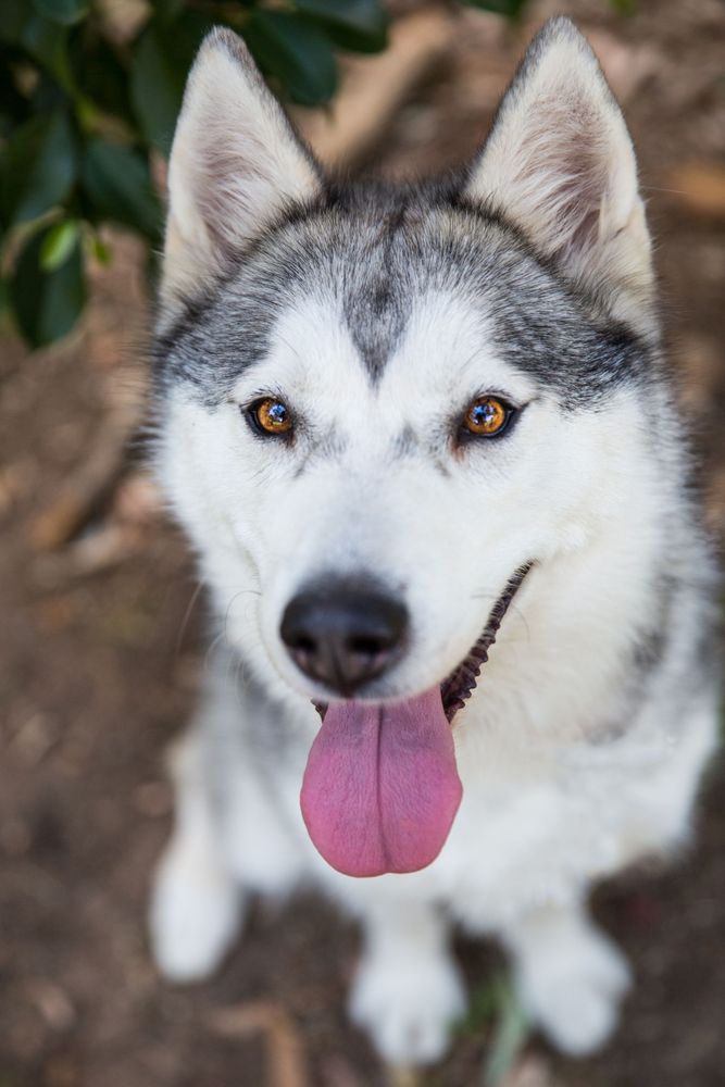 Siberian husky standing