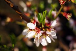 Almond Tree branch with flowers in garden