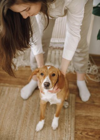 Woman and a beagle dog standing on a wooden floor