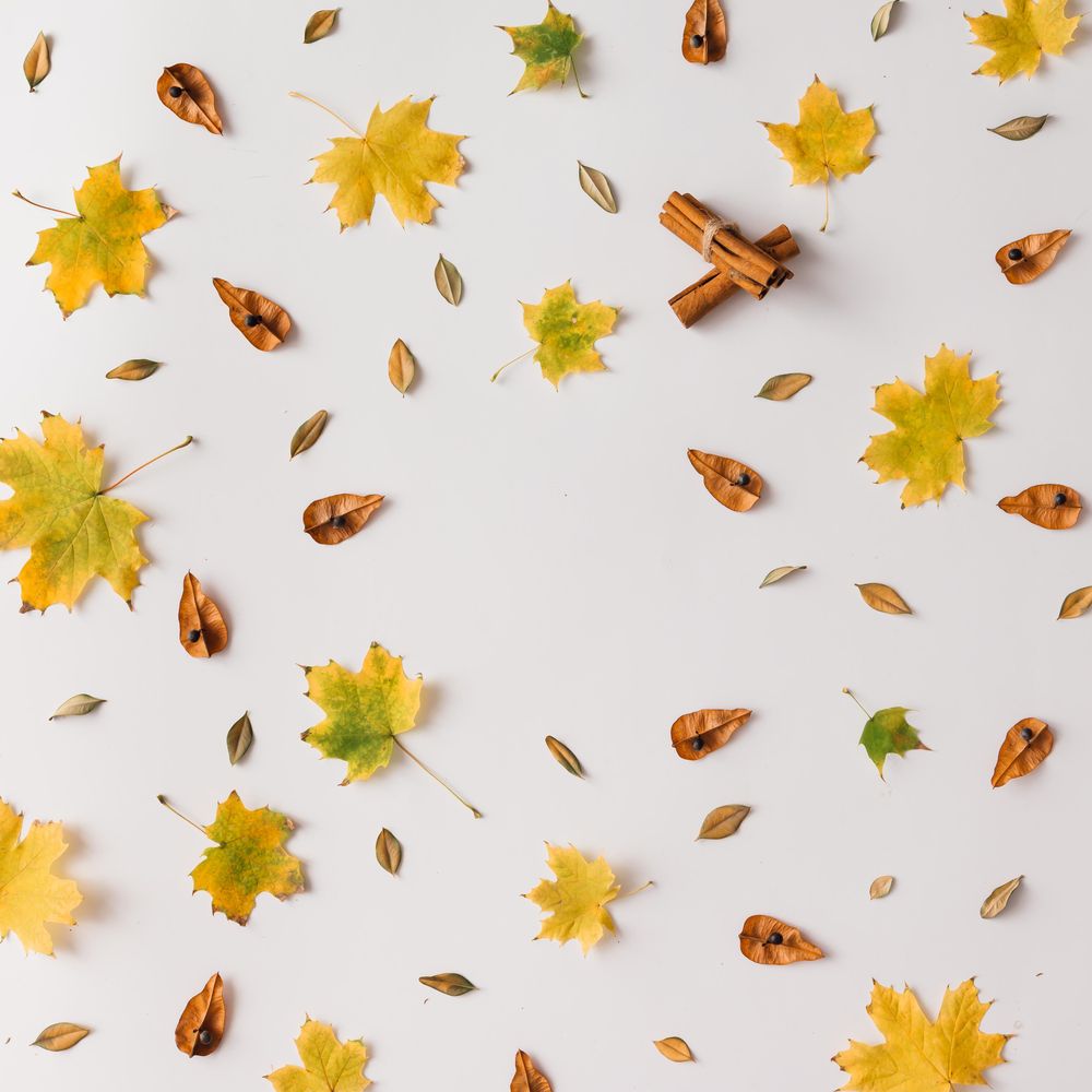 Autumn leaves pattern on light background
