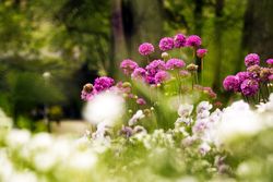 Flowerbed with various flowers in park