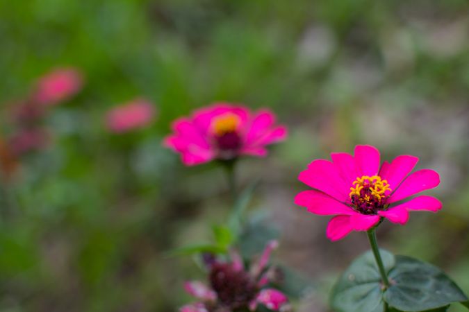 cosmos flowers in beautiful garden