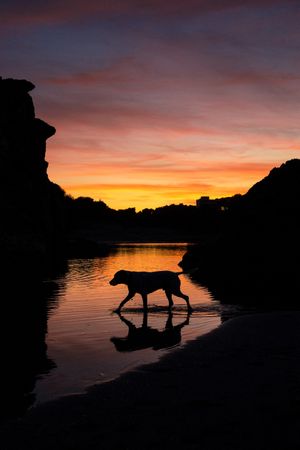 Dog walking in water during sunset