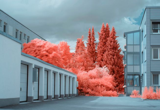 Infrared trees near suburban houses