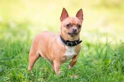 Chihuahua dog on green grass