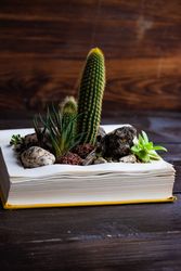Perle Von Nurnberg plant in mini rock garden