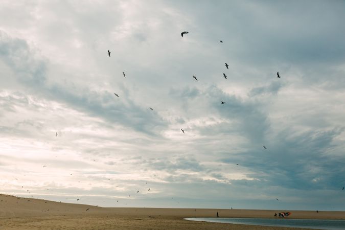 Birds over beach on cloudy day