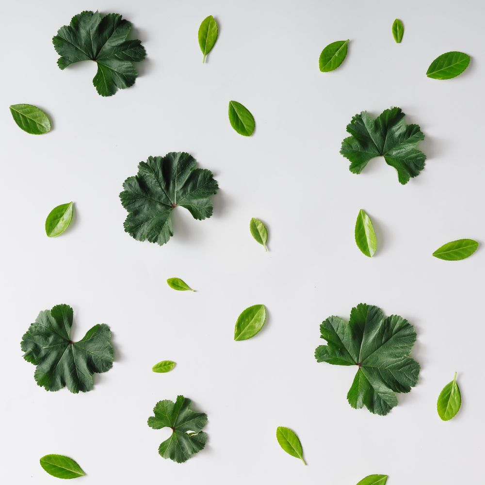 Pattern of green leaves on light background