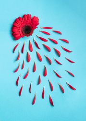 Red gerber with petals on blue background