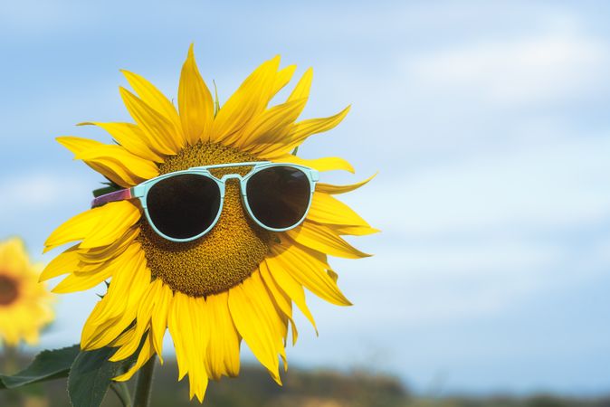 Sunflower with sunglasses right facing