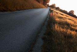 Roadway going forward through cereal fields at golden hour