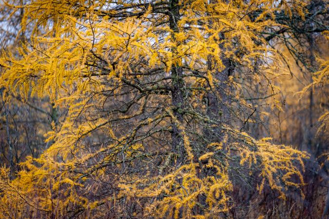 Yellow leaves on autumnal tree