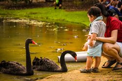 Mother with toddler beside swans by waterside