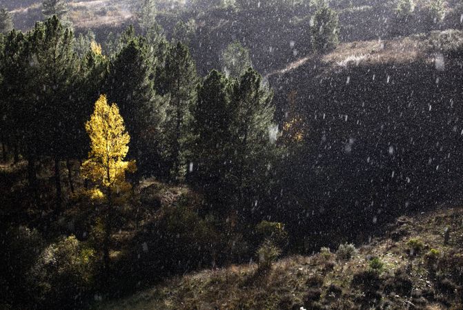 Trees growing near wonderful mountain range in a snowy day