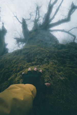 Faceless traveller touching old tree outdoors