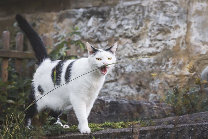 Cat biting a grass thread