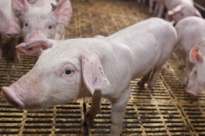 Healthy hog resting at pigpen