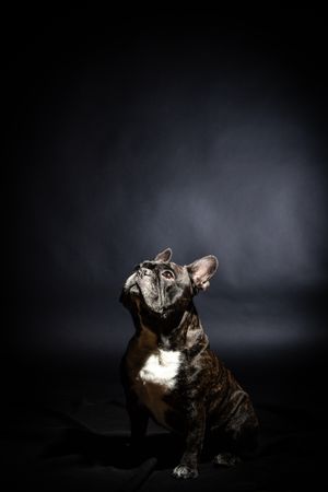 Old bulldog posing in studio