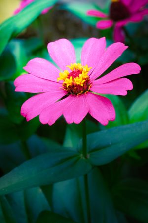 the vibrant beauty of a Cosmos caudatus flower, commonly known as kenikir