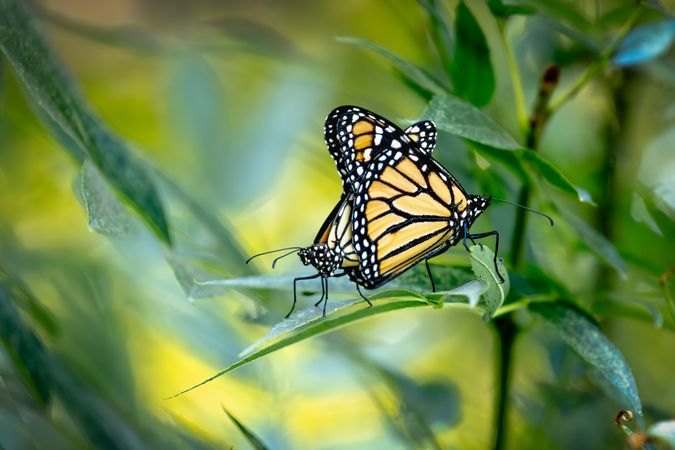 Mating Behavior of Endangered Monarch Butterflies on Green Foliage.