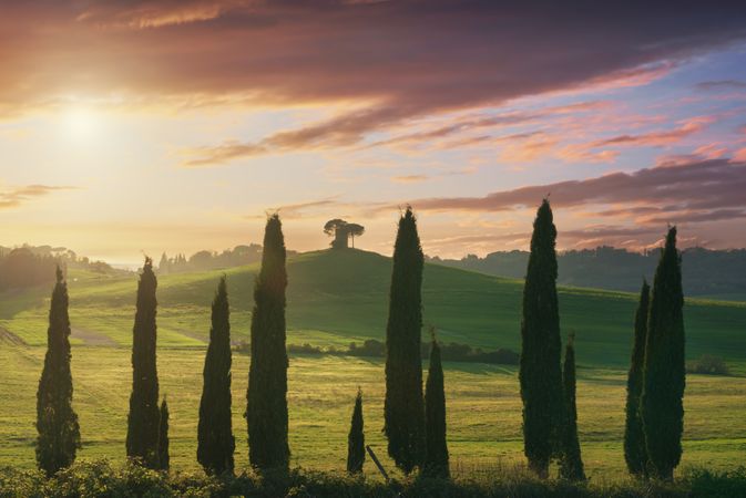 Landscape of cypresses and rolling hills, in Bibbona,Tuscany, Italy