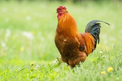 Brown rooster on green grass field