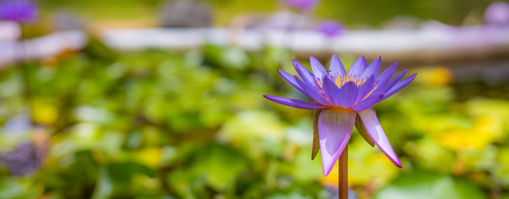 Wide shot of purple flower in a garden