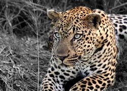 Leopard lying on dried grass