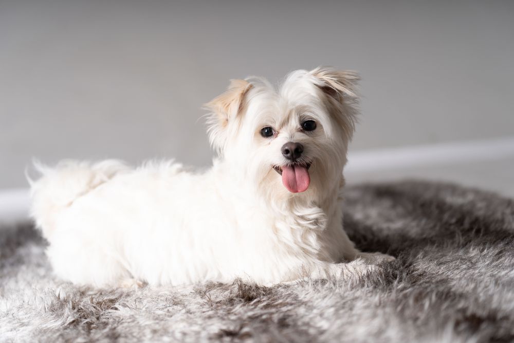 Adorable maltese dog on grey rug 