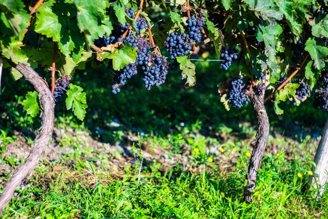 Red grapes in sunny vineyard in Lopota, Georgia