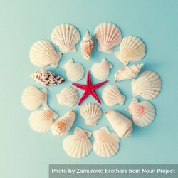 Seashell pattern in circle on  pastel blue background 4dqnLb