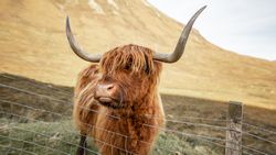 Brown yak on field